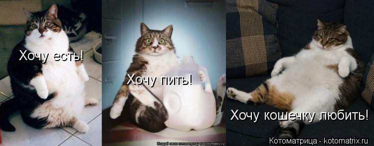 Котоматрица: Хочу есть! Хочу пить! Хочу кошечку любить!