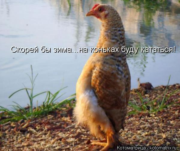 Котоматрица: Скорей бы зима...на коньках буду кататься!