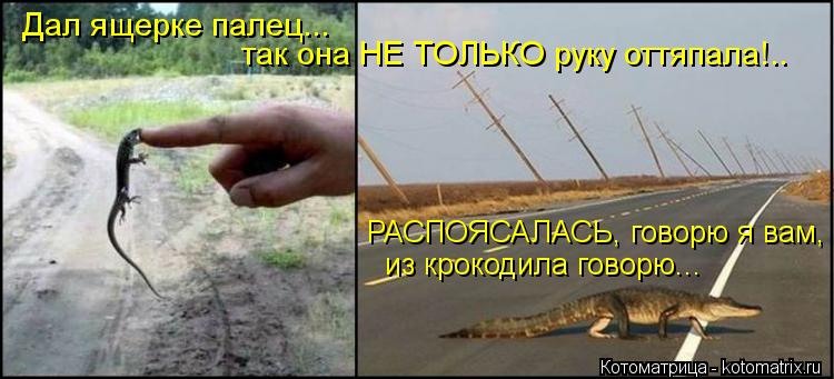 Котоматрица: так она НЕ ТОЛЬКО руку оттяпала!.. Дал ящерке палец... РАСПОЯСАЛАСЬ, говорю я вам,  из крокодила говорю...