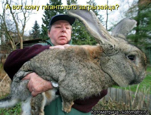 Котоматрица: А вот кому гигантского загрызайца?