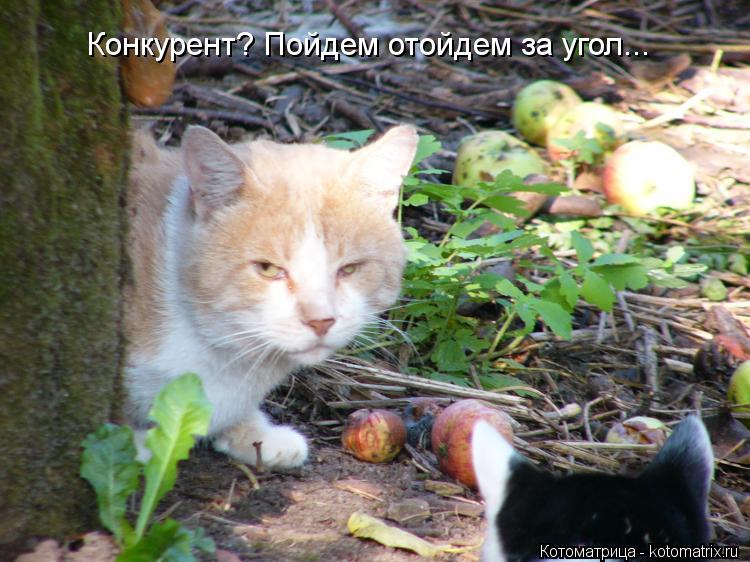 Котоматрица: Конкурент? Пойдем отойдем за угол...