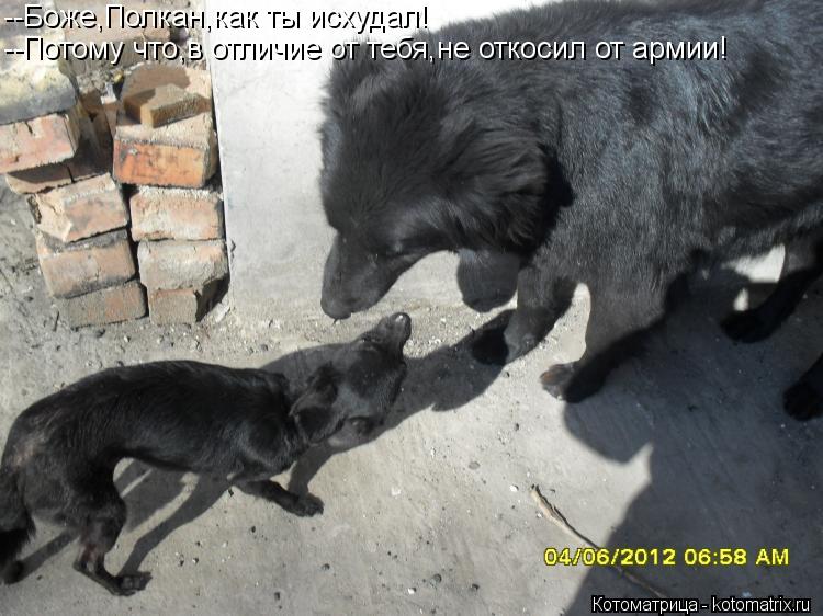 Котоматрица: --Боже,Полкан,как ты исхудал! --Потому что,в отличие от тебя,не откосил от армии!