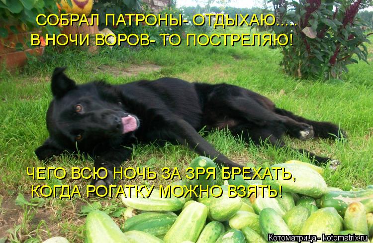 Котоматрица: СОБРАЛ ПАТРОНЫ- ОТДЫХАЮ..... В НОЧИ ВОРОВ- ТО ПОСТРЕЛЯЮ! ЧЕГО ВСЮ НОЧЬ ЗА ЗРЯ БРЕХАТЬ, КОГДА РОГАТКУ МОЖНО ВЗЯТЬ!