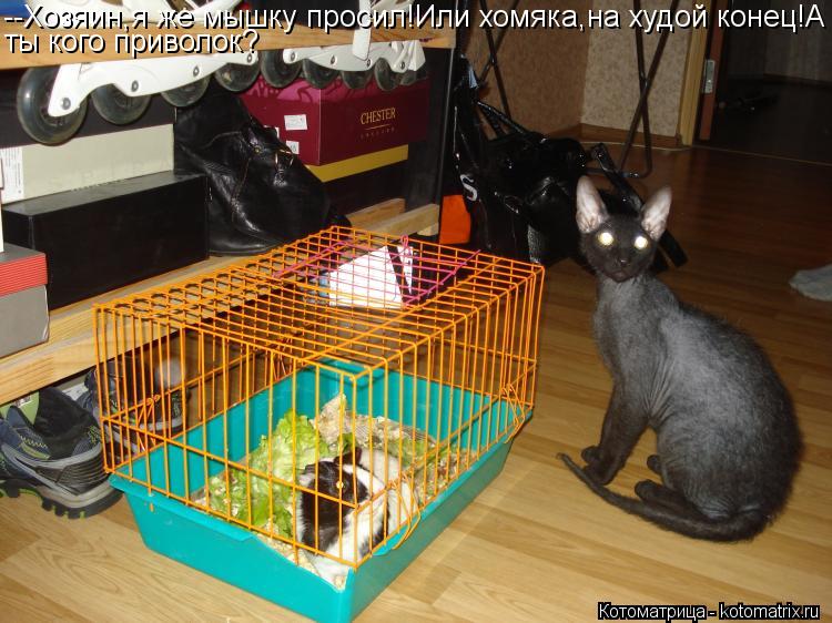 Котоматрица: --Хозяин,я же мышку просил!Или хомяка,на худой конец!А ты кого приволок?