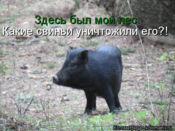 Котоматрица: Здесь был мой лес. Какие свиньи уничтожили его?!