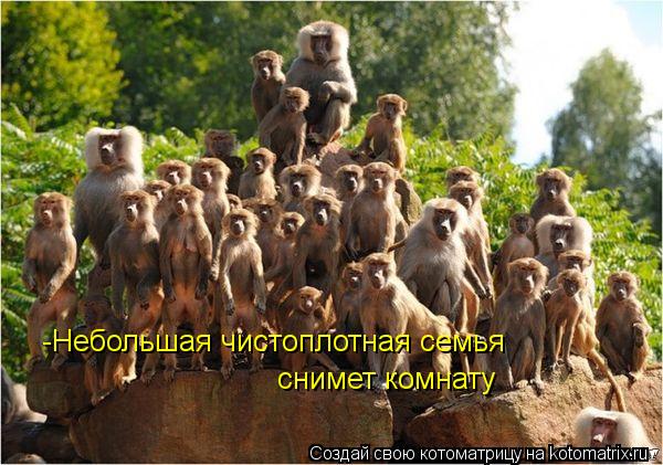 Котоматрица: -Небольшая чистоплотная семья снимет комнату