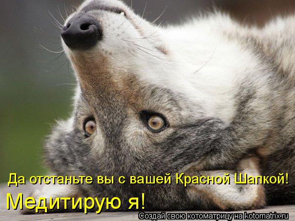Да отстаньте вы с вашей Красной Шапкой! Медитирую я!... Котоматрица: Да отстаньте вы с вашей Красной Шапкой! Медитирую я!