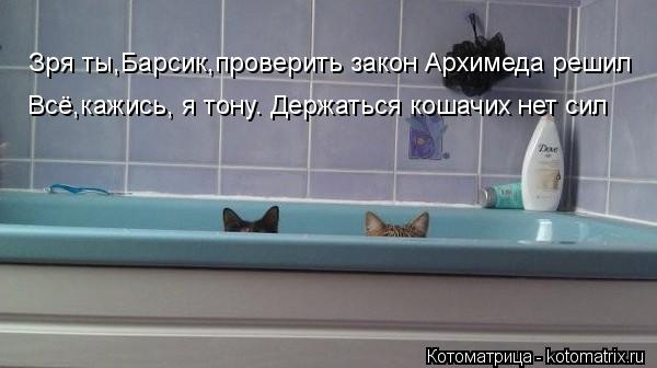 Котоматрица: Зря ты,Барсик,проверить закон Архимеда решил  Всё,кажись, я тону. Держаться кошачих нет сил