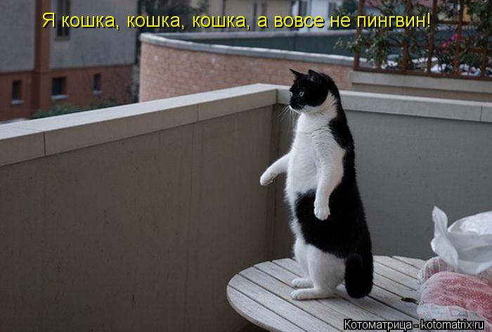 Котоматрица: Я кошка, кошка, кошка, а вовсе не пингвин!