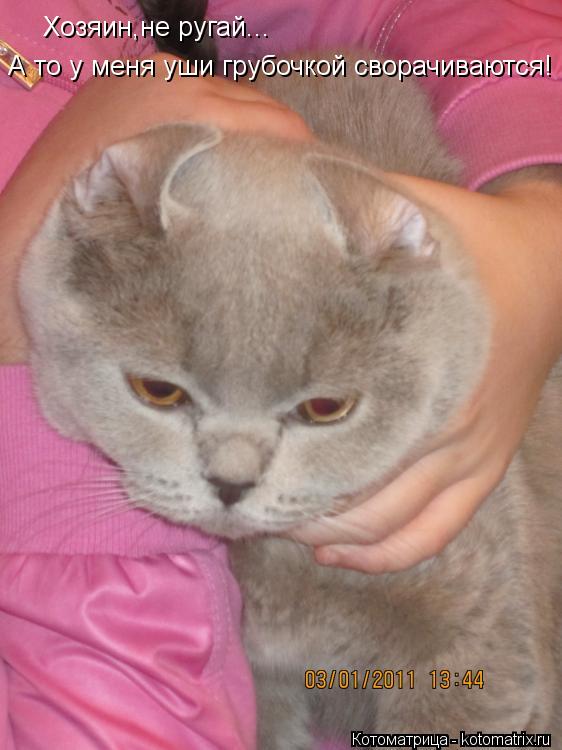 Котоматрица: Хозяин,не ругай... А то у меня уши грубочкой сворачиваются!