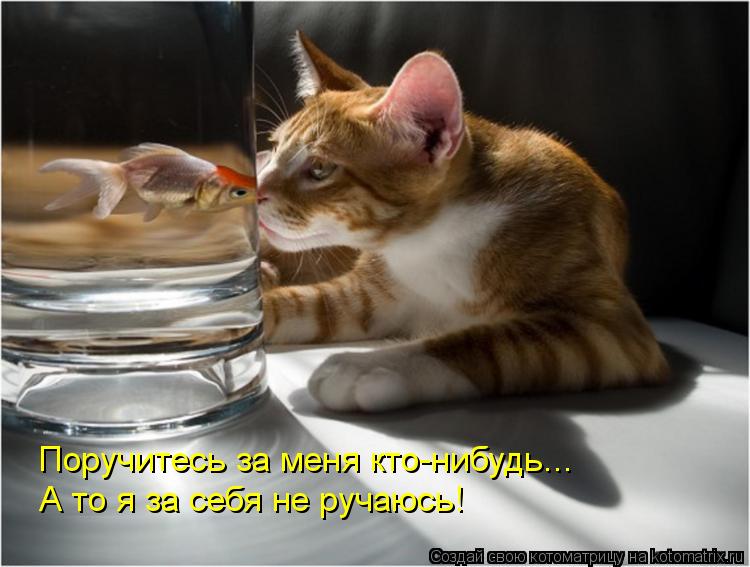 Котоматрица: Поручитесь за меня кто-нибудь... А то я за себя не ручаюсь!