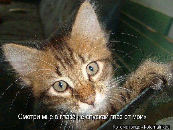 Котоматрица: Смотри мне в глаза,не спускай глаз от моих