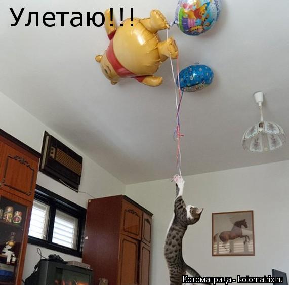 Котоматрица: Улетаю!!!