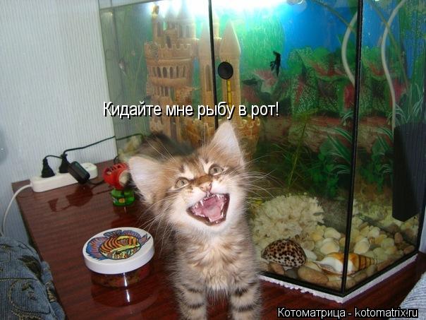 Котоматрица: Кидайте мне рыбу в рот!