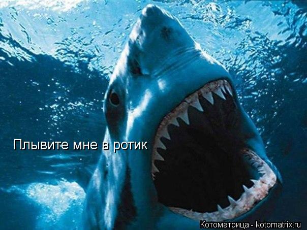 Котоматрица: Плывите мне в ротик