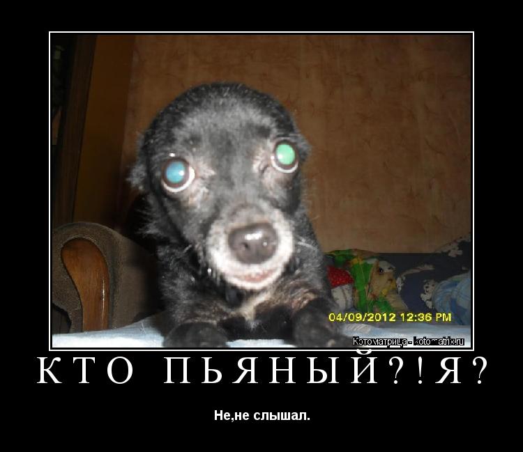 Кто пьяный?!Я? Не,не слышал.... Котоматрица: Кто пьяный?!Я? Не,не слышал.