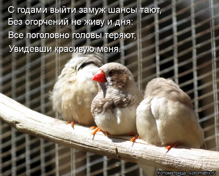 Котоматрица: С годами выйти замуж шансы тают, С годами выйти замуж шансы тают, Без огорчений не живу и дня: Все поголовно головы теряют, Увидевши красивую