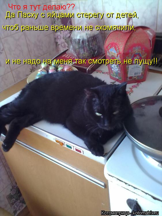 Котоматрица: Что я тут делаю?? Да Пасху с яйцами стерегу от детей, чтоб раньше времени не схомячили, и не надо на меня так смотреть,не пущу!!
