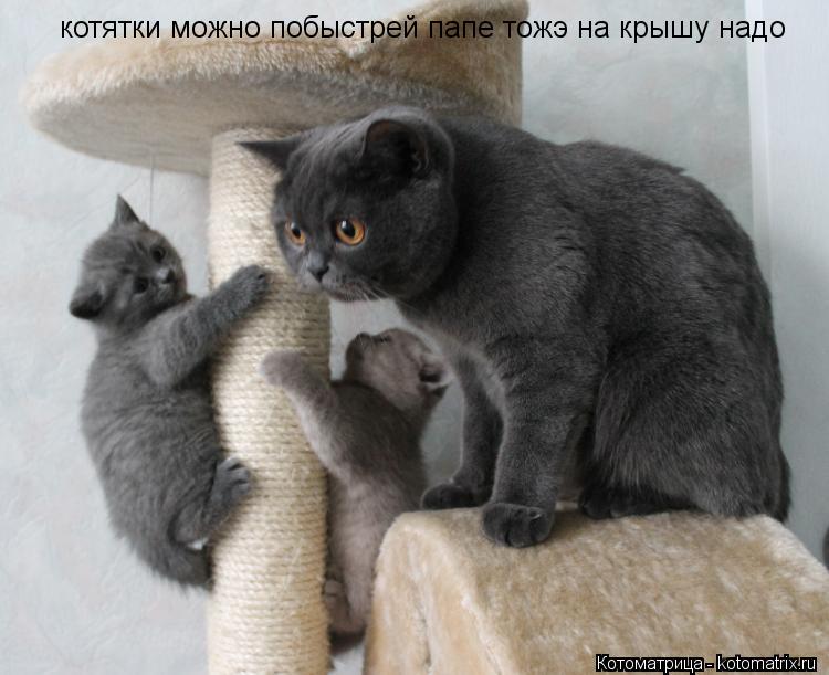 Котоматрица: котятки можно побыстрей папе тожэ на крышу надо
