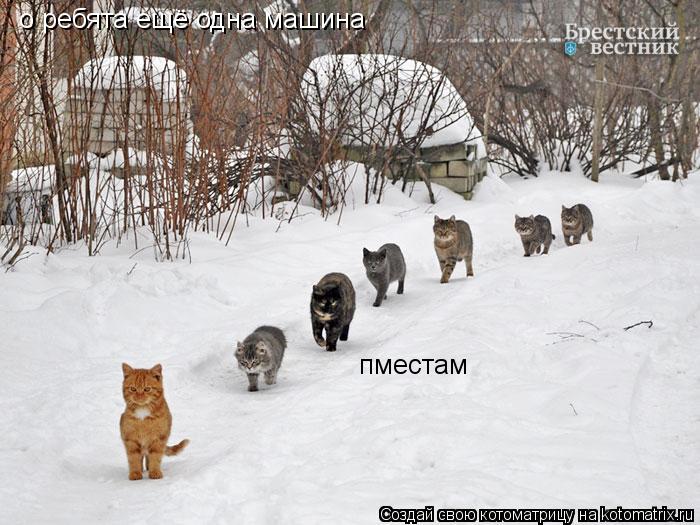 Котоматрица: о ребята ещё одна машина пместам