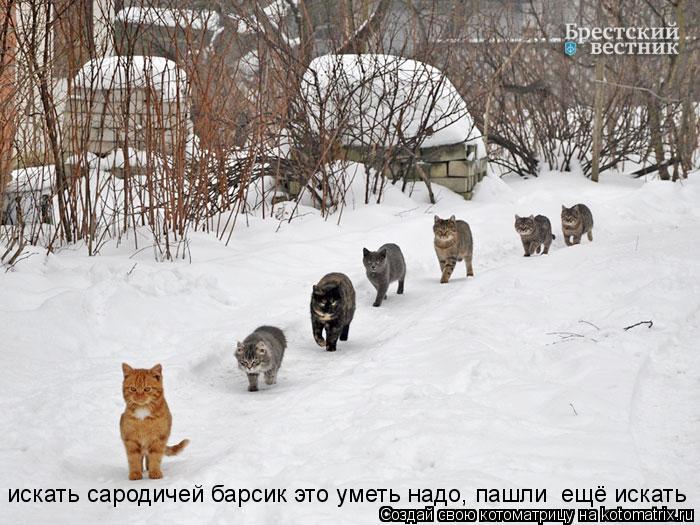 Котоматрица: искать сародичей барсик это уметь надо, пашли  ещё искать