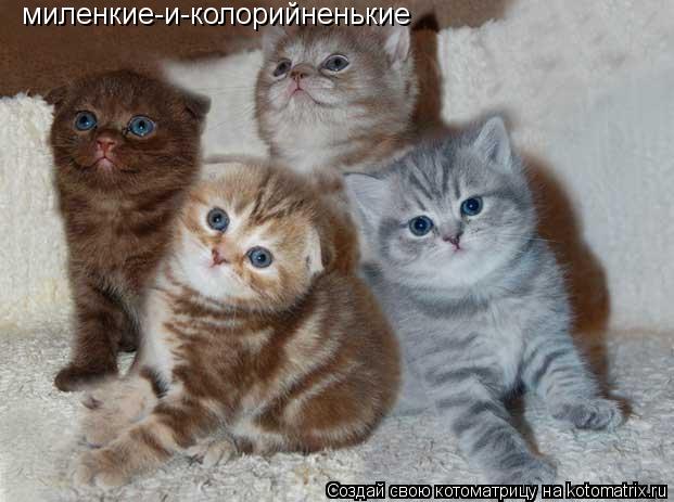 Котоматрица: миленкие-и-колорийненькие