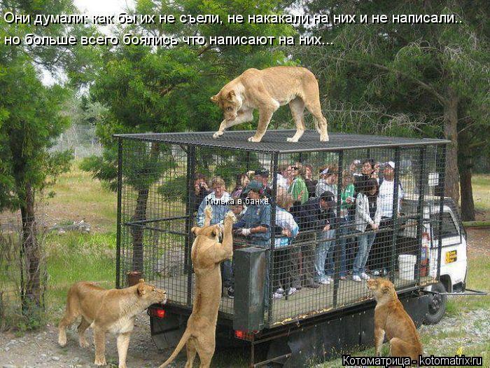 Котоматрица: Килька в банке Они думали: как бы их не съели, не накакали на них и не написали..   но больше всего боялись что написают на них...