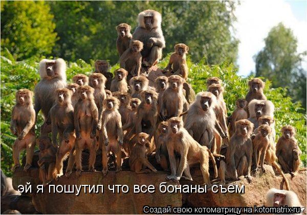 Котоматрица: эй я пошутил что все бонаны съем