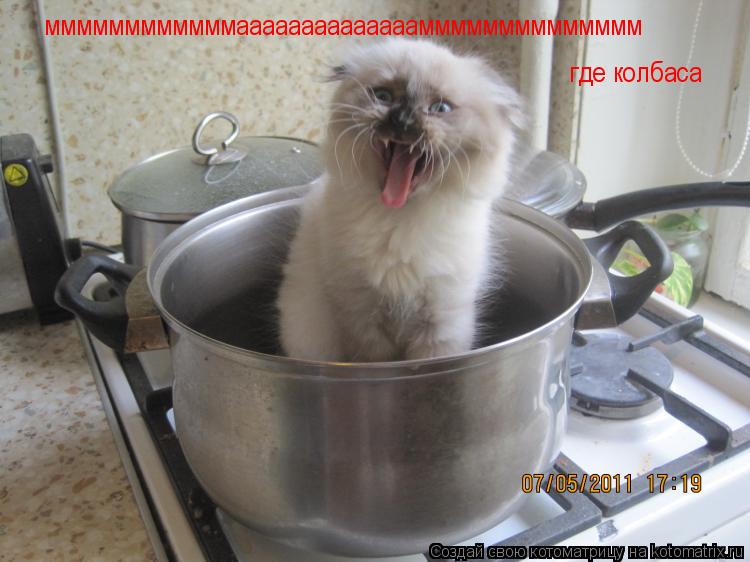Котоматрица: ммммммммммммаааааааааааааамммммммммммммм где колбаса