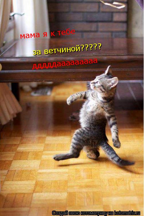 Котоматрица: мама я к тебе за ветчиной????? дддддааааааааа