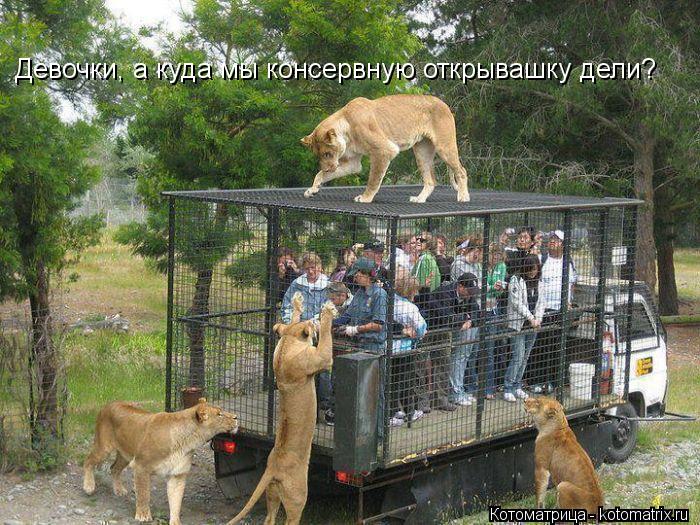 Котоматрица: Девочки, а куда мы консервную открывашку дели?