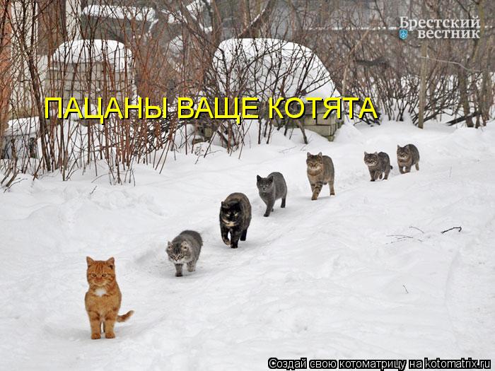 Котоматрица: ПАЦАНЫ ВАЩЕ КОТЯТА