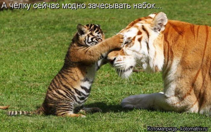 Котоматрица: А чёлку сейчас модно зачесывать набок...