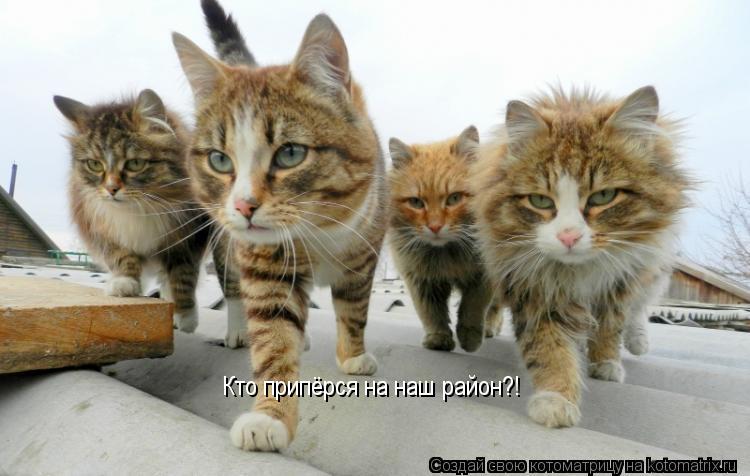 Котоматрица: Кто припёрся на наш район?!
