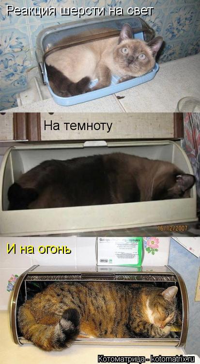 Котоматрица: Реакция шерсти на свет На темноту И на огонь