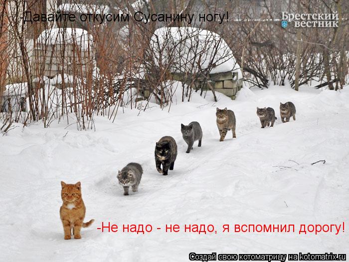 Котоматрица: -Давайте откусим Сусанину ногу! -Не надо - не надо, я вспомнил дорогу!