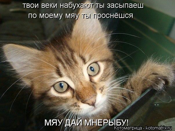Котоматрица: твои веки набухают ты засыпаеш по моему мяу ты проснёшся МЯУ ДАЙ МНЕРЫБУ!