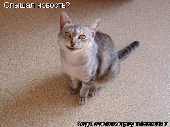 Котоматрица: Слышал новость?