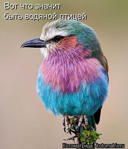 Котоматрица: Вот что значит быть водяной птицей