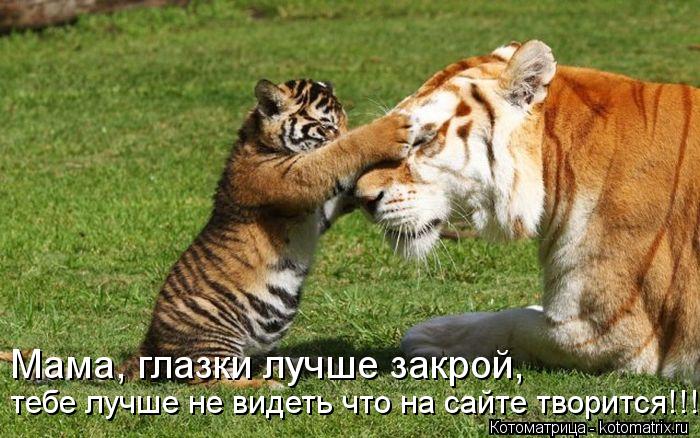 Котоматрица: Мама, глазки лучше закрой, тебе лучше не видеть что на сайте творится!!!