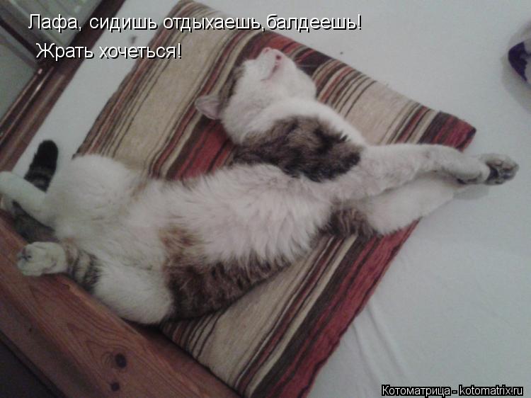 Котоматрица: Лафа, сидишь отдыхаешь,балдеешь! Жрать хочеться!
