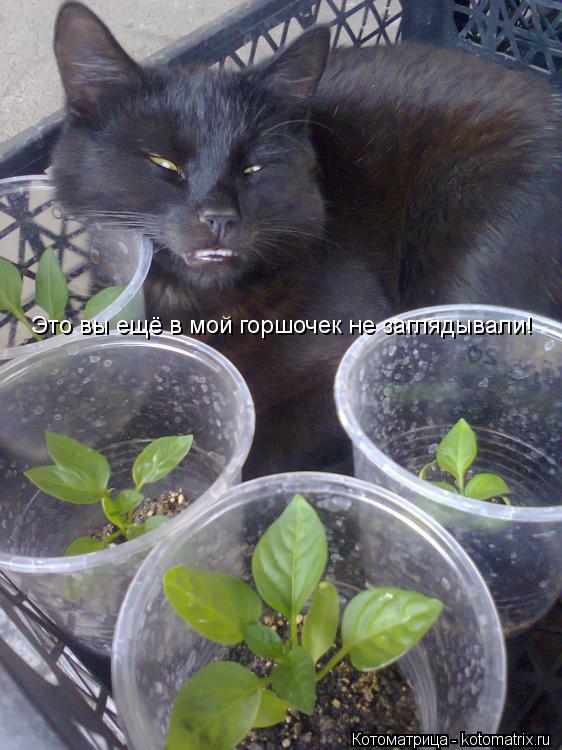 Котоматрица: Это вы ещё в мой горшочек не заглядывали!