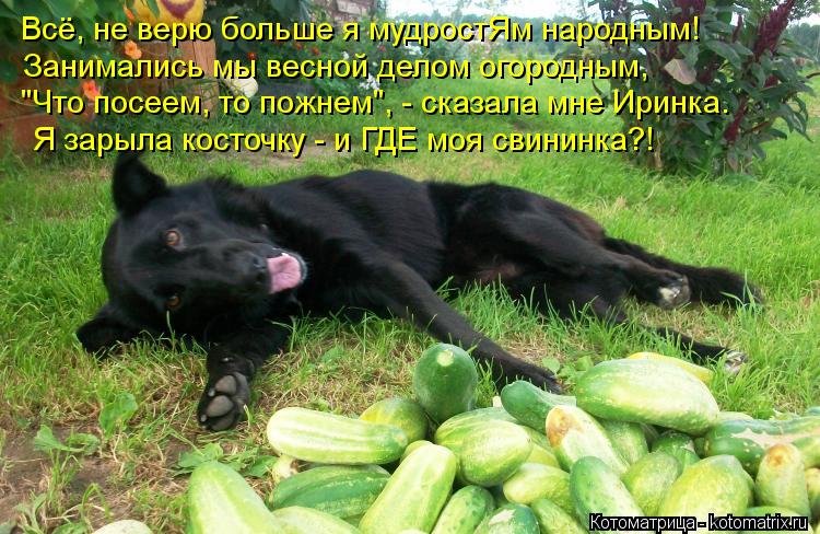 Всё, не верю больше я мудростЯм народным! Занимались мы весной делом огородным, "Что посеем, то пожне... Котоматрица: Всё, не верю больше я мудростЯм народным! Занимались мы весной делом огородным, "Что посеем, то пожнем", - сказала мне Иринка. Я зарыла косточк