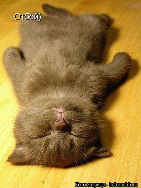 Котоматрица: -Отбой!) -Отбой)