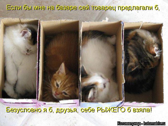 Котоматрица: Безусловно я б, друзья, себе РЫЖЕГО б взяла! Если бы мне на базаре сей товарец предлагали б,