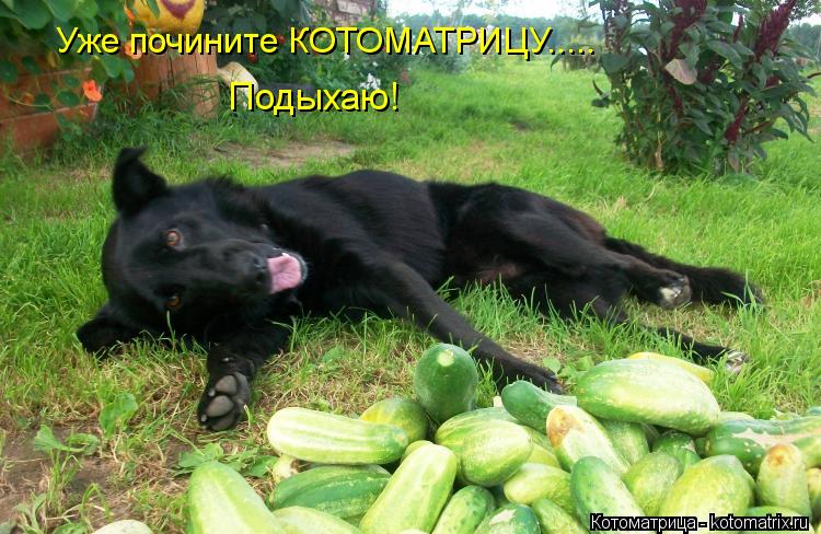Котоматрица: Уже почините КОТОМАТРИЦУ..... Подыхаю!