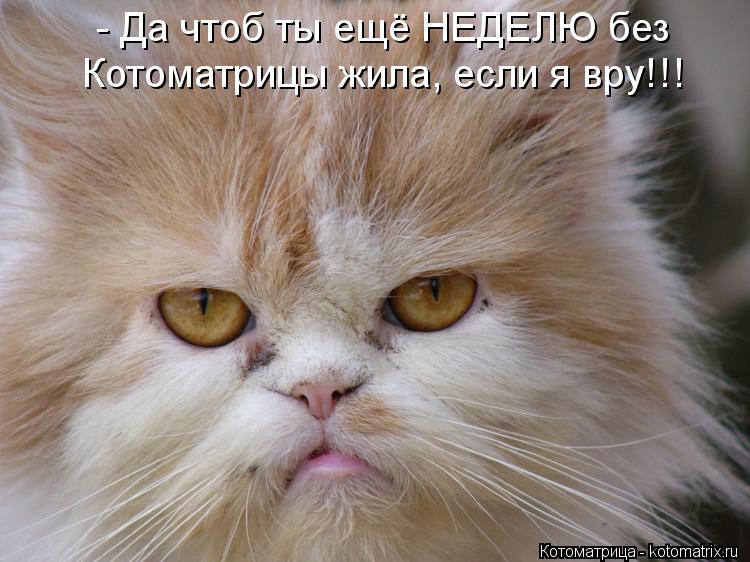 Котоматрица: - Да чтоб ты ещё НЕДЕЛЮ без Котоматрицы жила, если я вру!!!