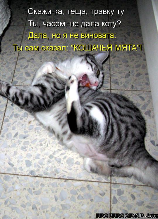Котоматрица: Скажи-ка, тёща, травку ту Ты, часом, не дала коту? Дала, но я не виновата: Ты сам сказал: "КОШАЧЬЯ МЯТА"!