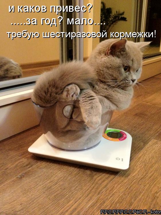 Котоматрица: и каков привес? .....за год? мало.... требую шестиразовой кормежки!