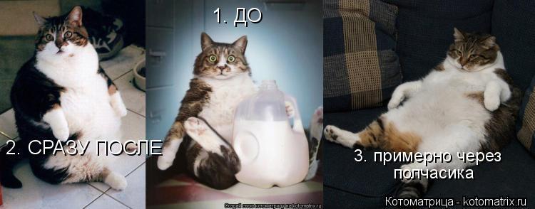 Котоматрица: 1. ДО 2. СРАЗУ ПОСЛЕ 3. примерно через  полчасика
